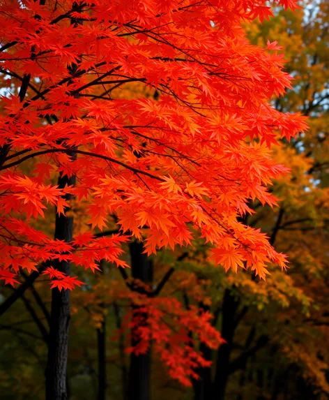 fall colors autumn maple