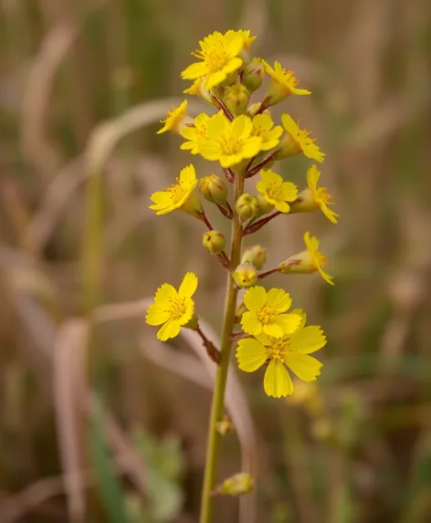 mustard plant images