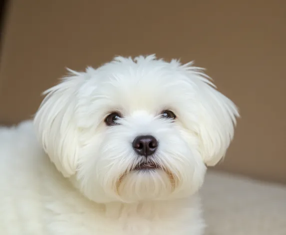 maltese haircuts