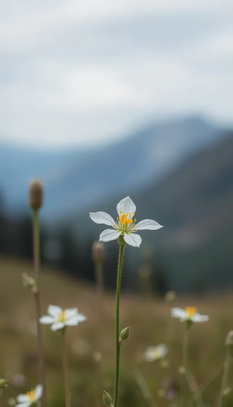 montana state flower