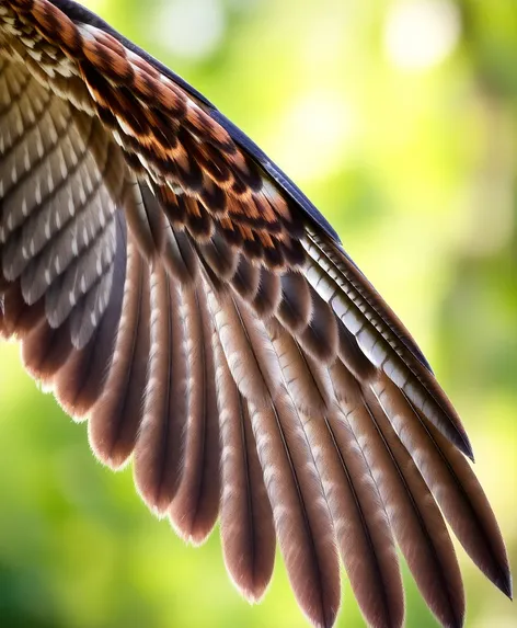 hawk's wing