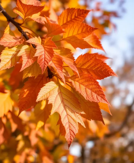 walnut tree leaves