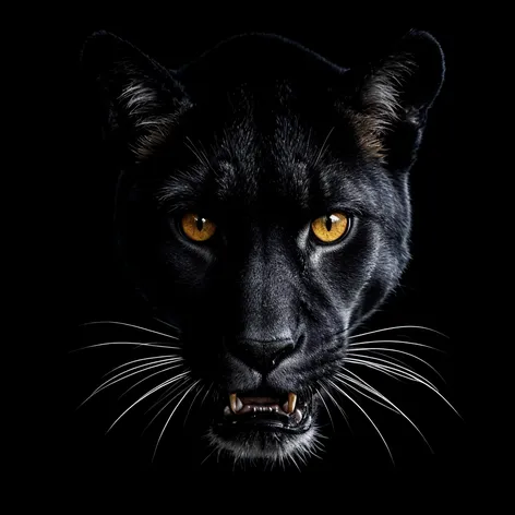 black cougar