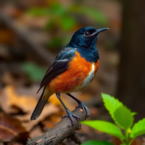 black headed nightingale thrush