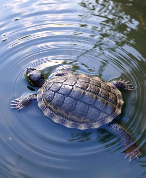 fly river turtle