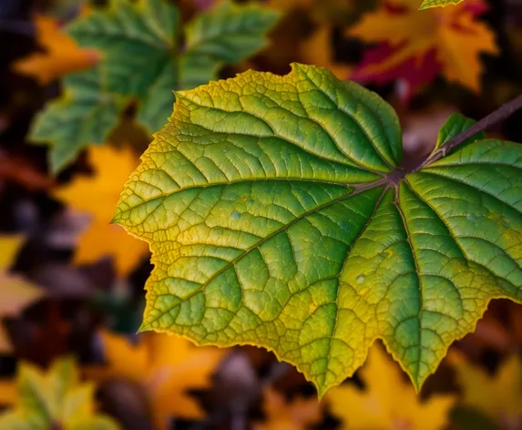 pumpkin leaf