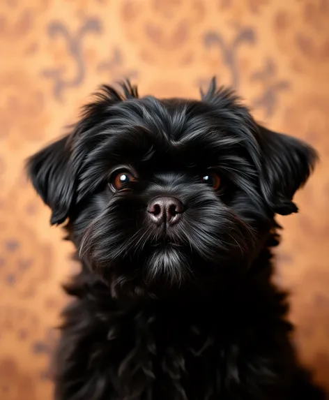 shih tzu black