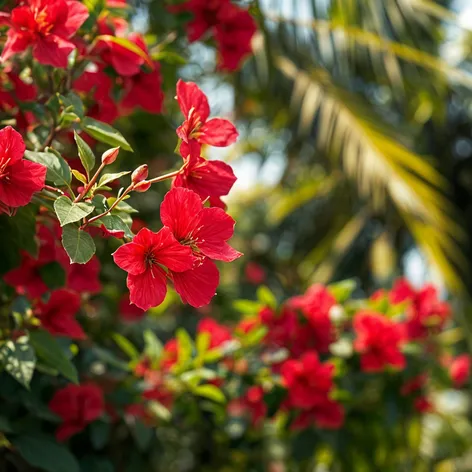 bougainvillea red