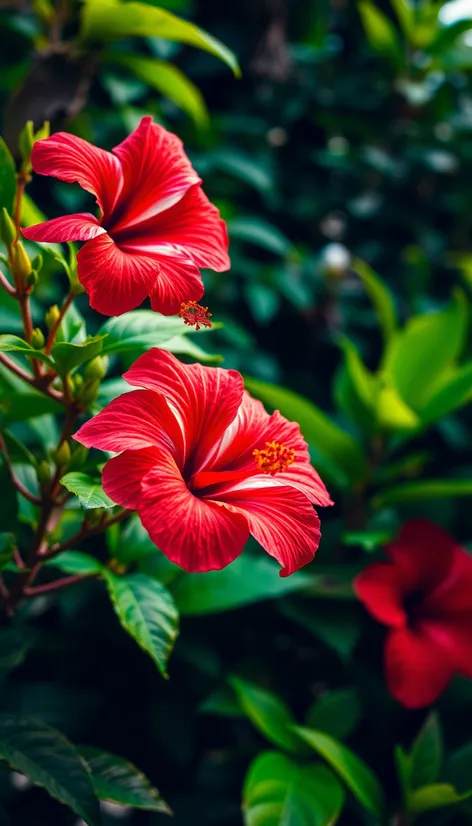 red hibiscus