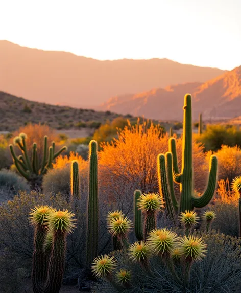 sunrise tucson