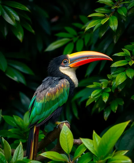 hook billed bird pot