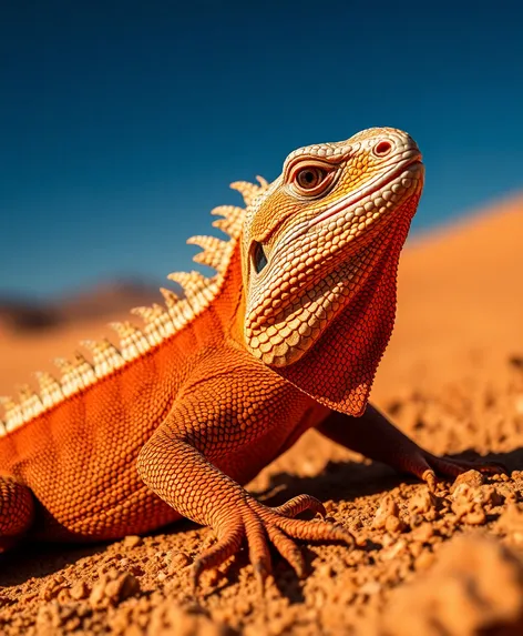 lizard frilled dragon