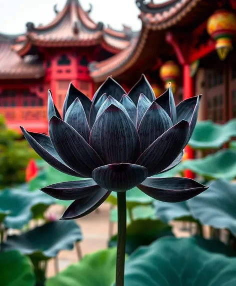 black lotus flower