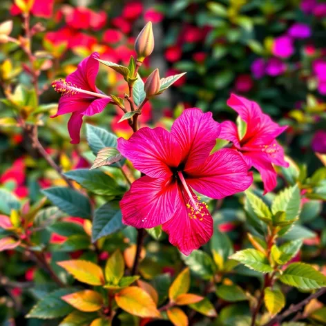 cranberry hibiscus plant