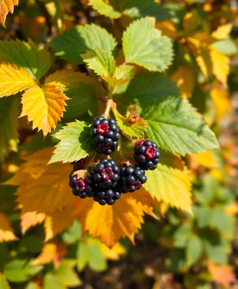 blackberry leaves