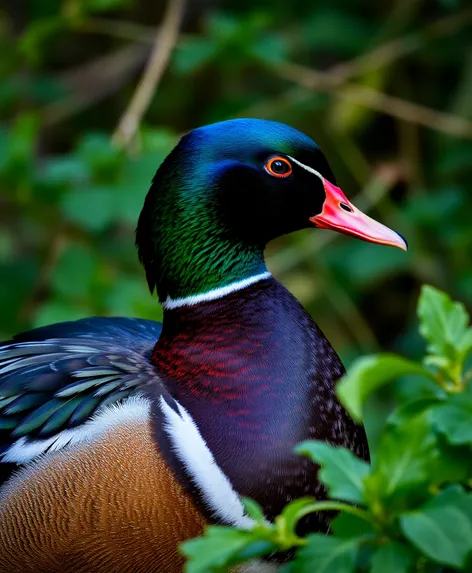 green head duck