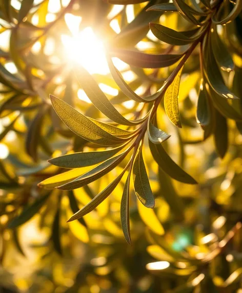 olive tree leaves