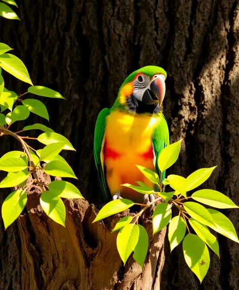 parrot on tree stump