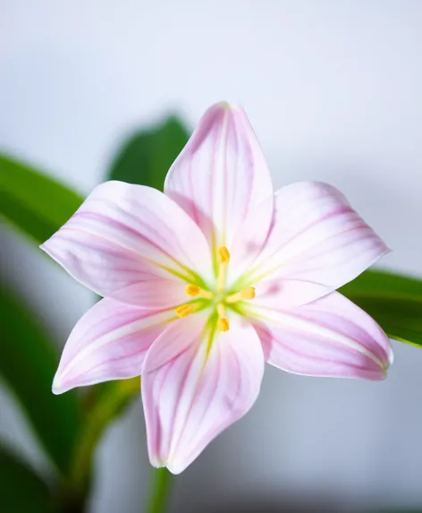 star lily flower