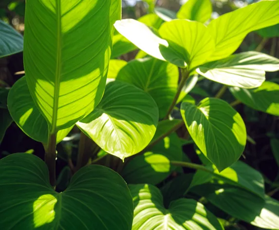 philodendron brasil