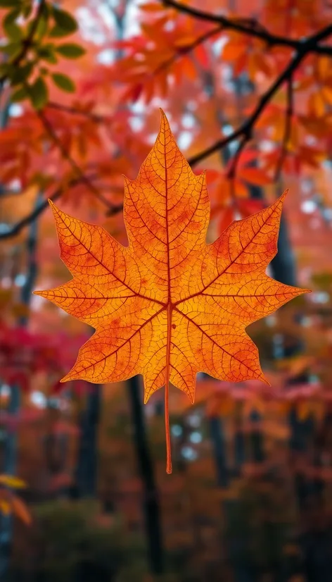 maple leaf outline