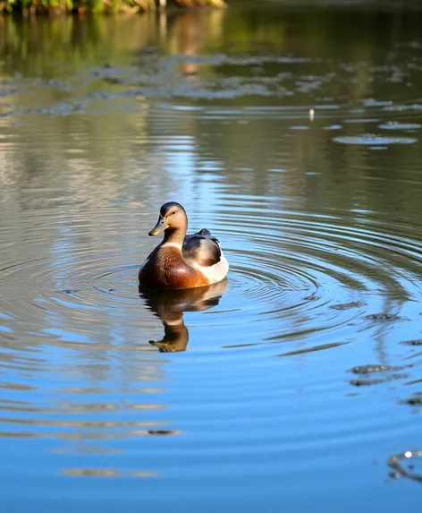 pond duck