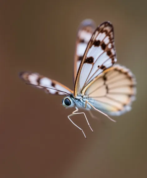 butterfly close up