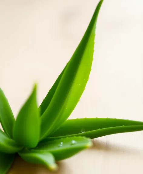 aloe leaf face mask