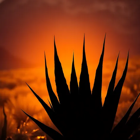 agave silhouette