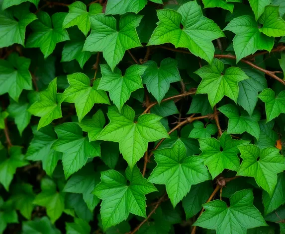 male poison ivy