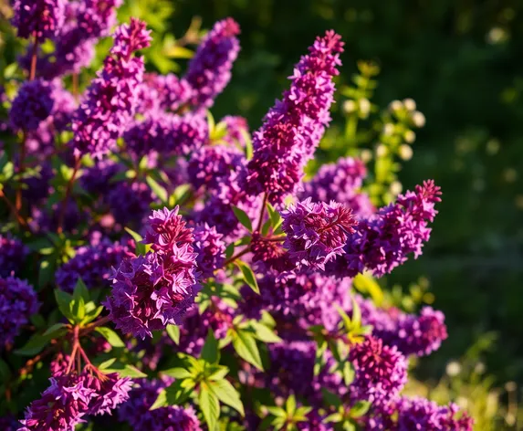 young elderberry hot