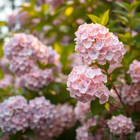 hydrangea trees