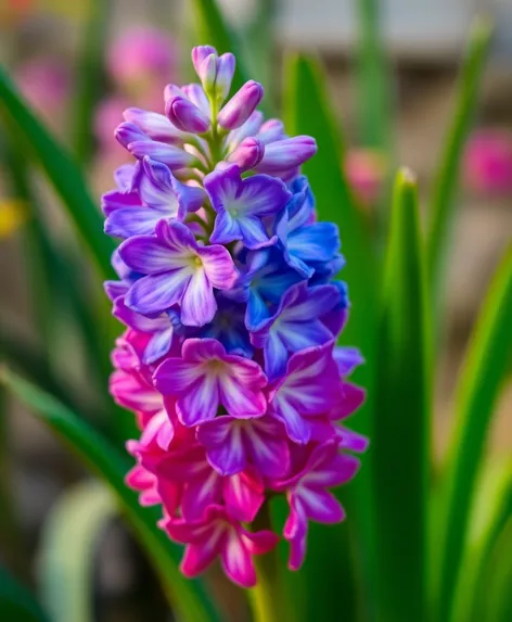 hyacinthus multicolored flower