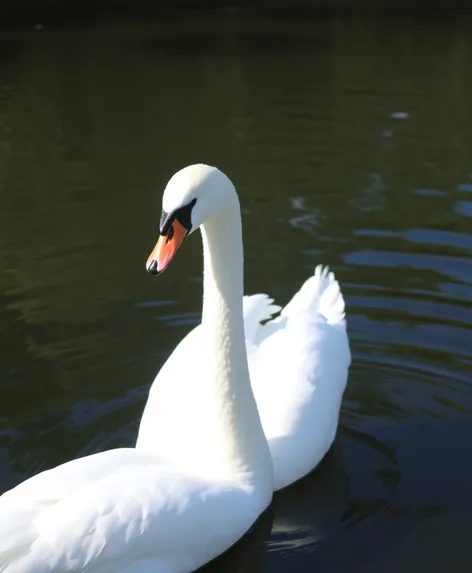 female swan