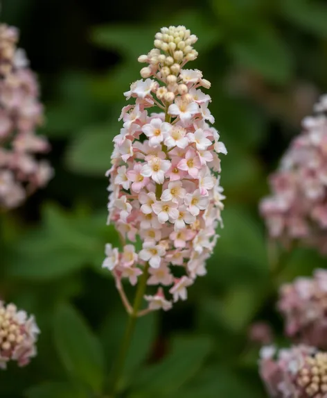 false spirea