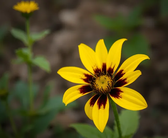 yellow and black flower