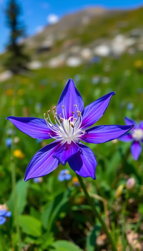 state flower in colorado