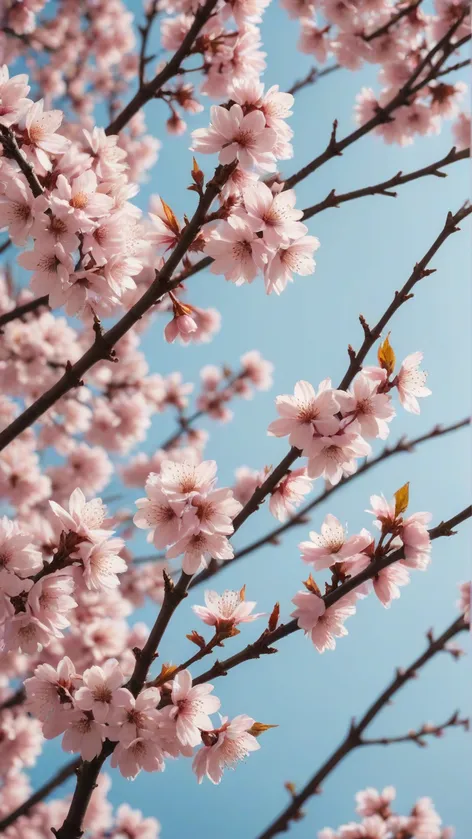 cherry blossom aesthetic