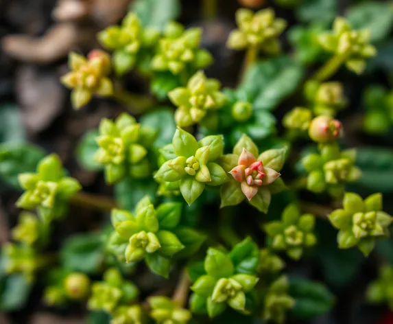 germ plants top view