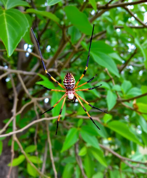 orchard orb weaver spider