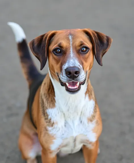 catahoula hound lab mix