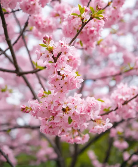 tree with pink flowers