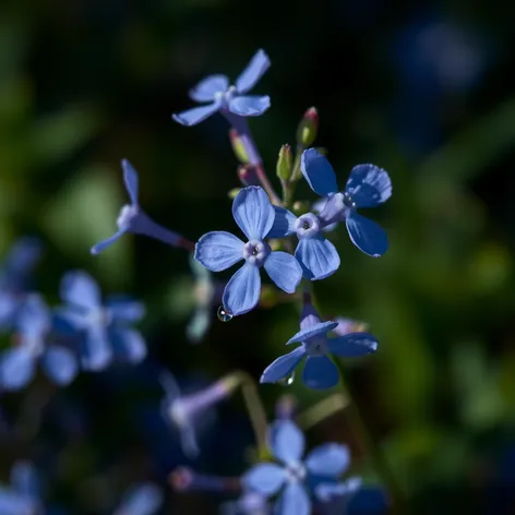 pictures of blue flowers