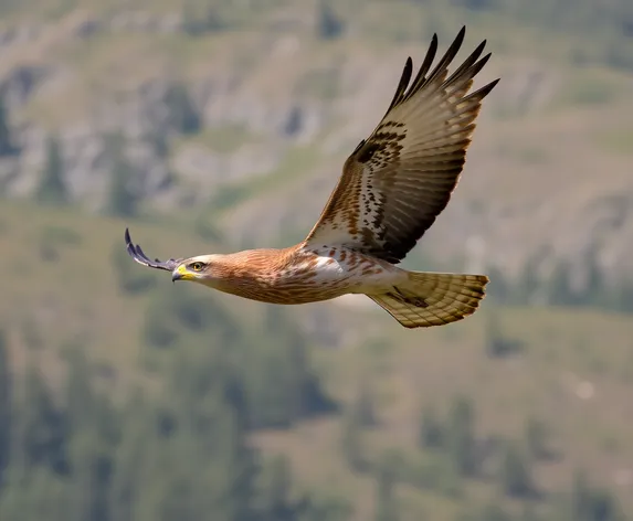 red tailed hawk flying