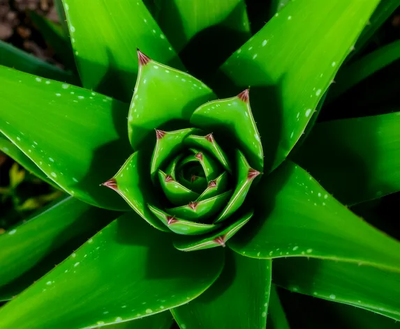 aloe maculata