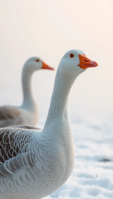 snow goose chen caerulescens