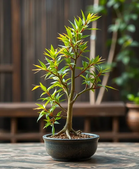 bonsai bamboo plant