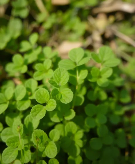 clover leaves images