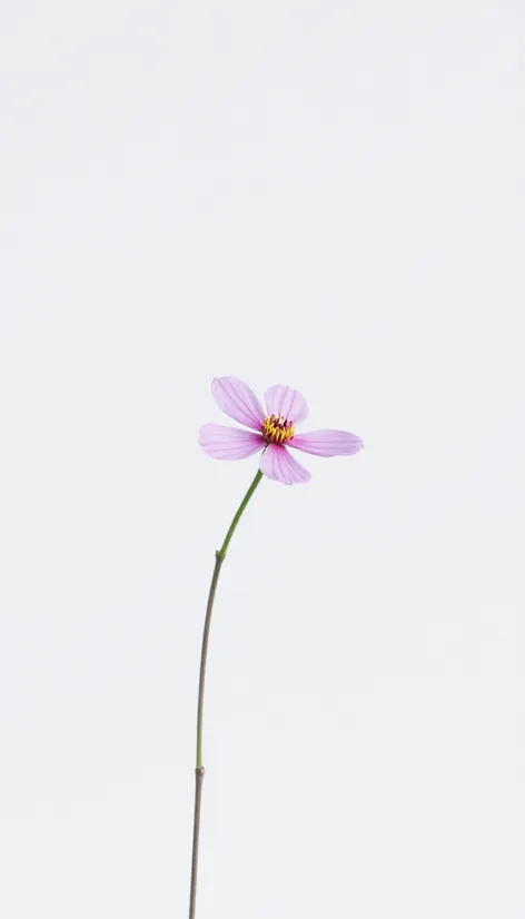 pink flower no leaves