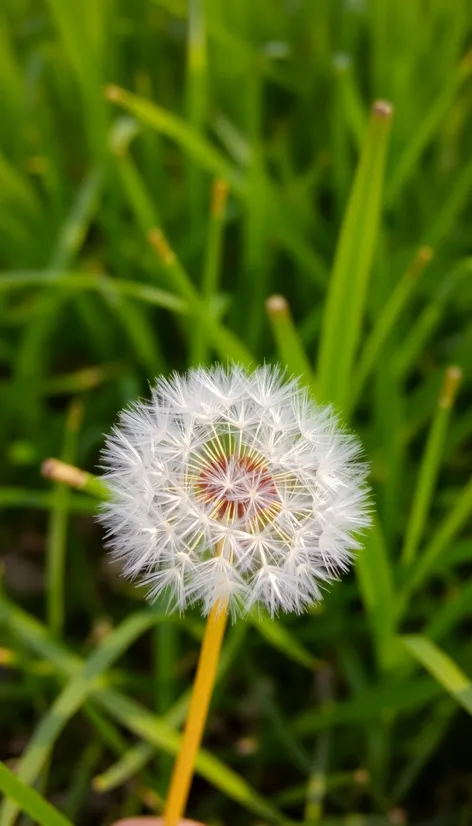 dandelion with seeds